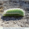polyommatus rjabovi talysh larva4b